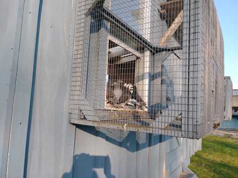 How to Race Pigeons Start them young. Give them a good home so they want to come back.